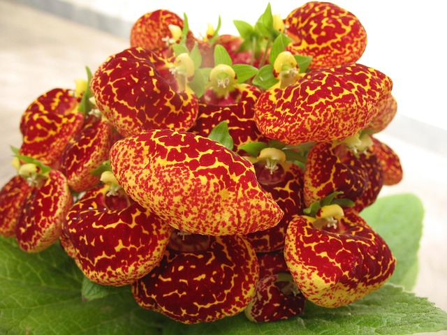 Free Flower Red photo and picture