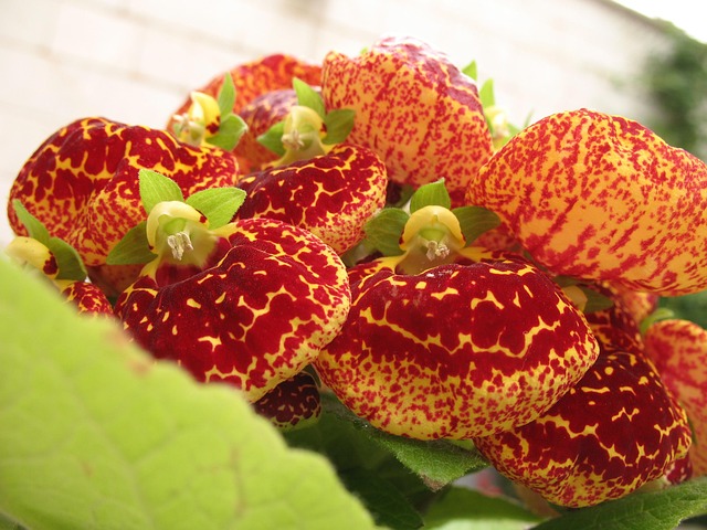 Free Flower Red photo and picture