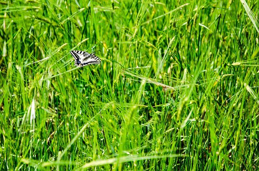 Vlinder, Natuur, Natuurlijk, Dier, Gras
