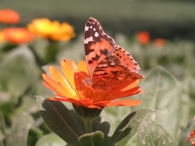 Free Butterfly Flower photo and picture