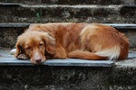 dog, retrivier, tolling