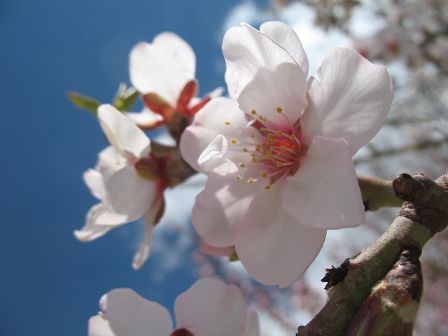 Free Blossom Spring photo and picture