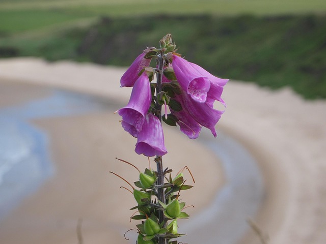 Free Foxgloves Beach photo and picture