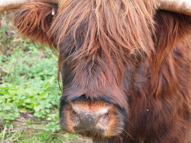 Free Highland Cow Cattle photo and picture