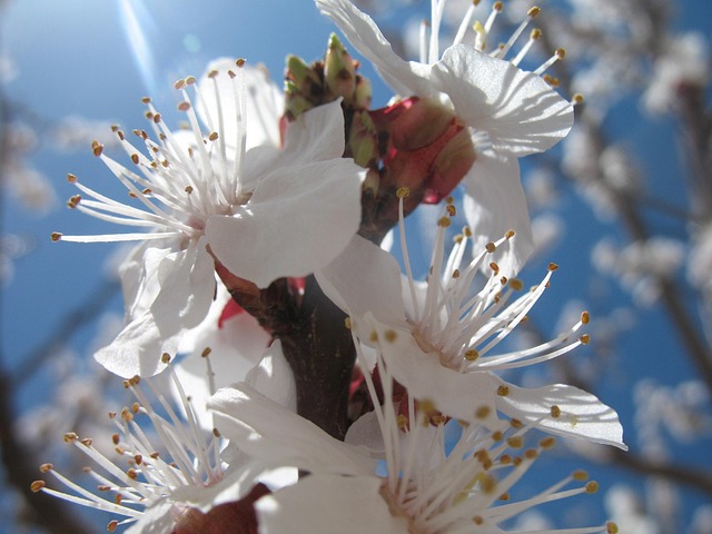 Free Blossom Spring photo and picture