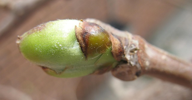 Free Branch Tree photo and picture