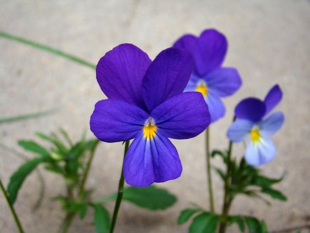 Stiefmutter Violett, Blume, Blau, Sommer