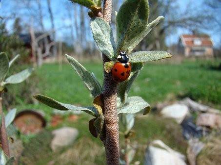 Marienkäfer, Insekt, Natur, Käfer