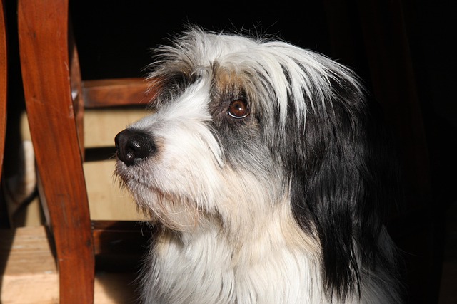 Free Dog Black photo and picture