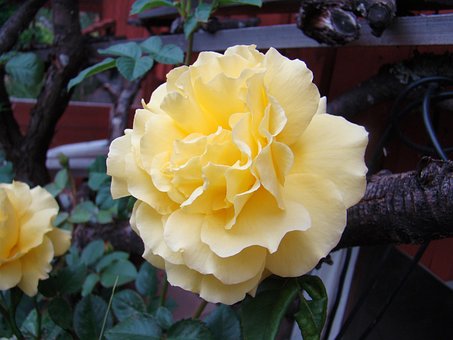 Ros, Gelb, Blume, Sommer, Garten