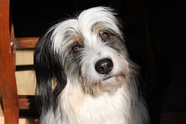 Free Dog Black photo and picture