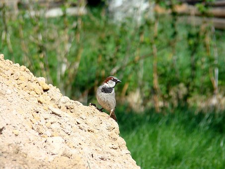 Haussperling, Vogel, Tiere, Natur