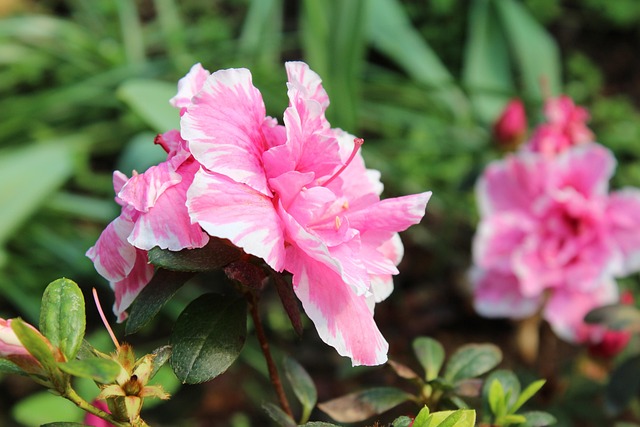 Free Nature Flower photo and picture
