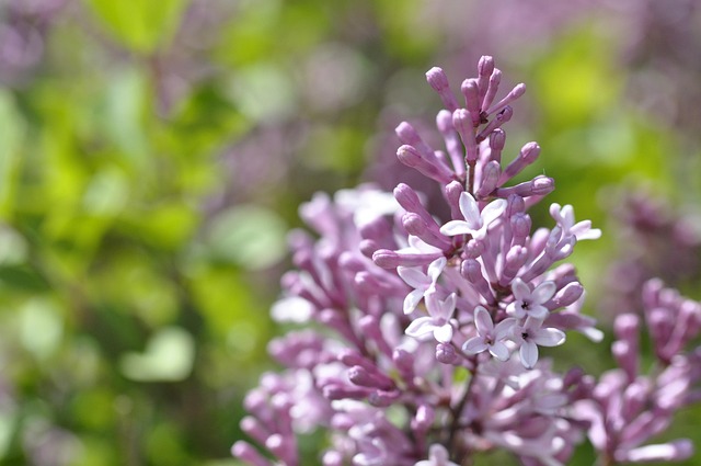 Flieder, Blüte, Lila, Blühen