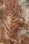 fern, dried, winter