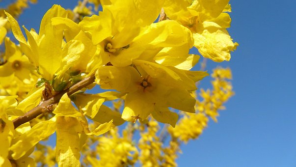 Free Forsythia Blossom photo and picture