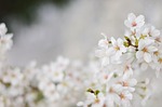 cherry blossom, flowers, beauty