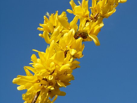 Free Forsythia Spring photo and picture