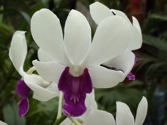 Free Orchid Flower photo and picture