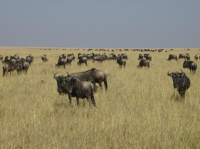 Free Africa Kenya photo and picture