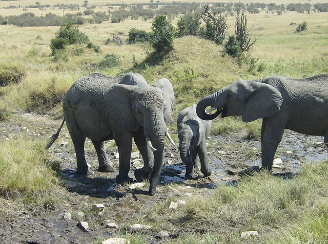 Free Africa Kenya photo and picture