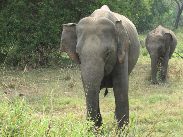 Free Elephant Animals photo and picture