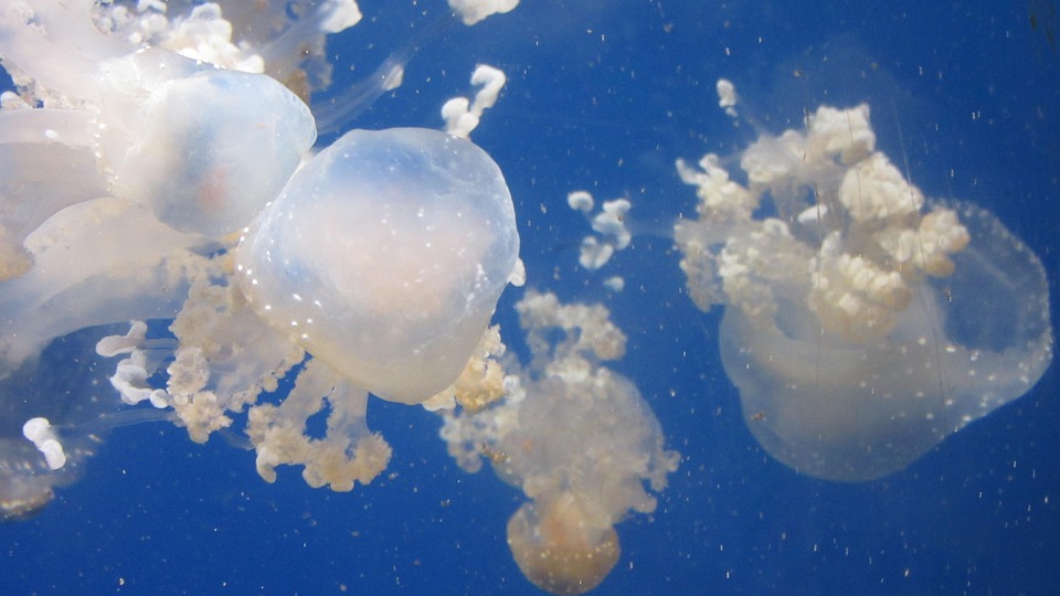 Jellyfish Aquarium Water · Free photo on Pixabay