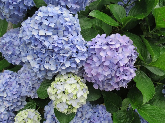 Free Flower Flower Wallpaper photo and picture