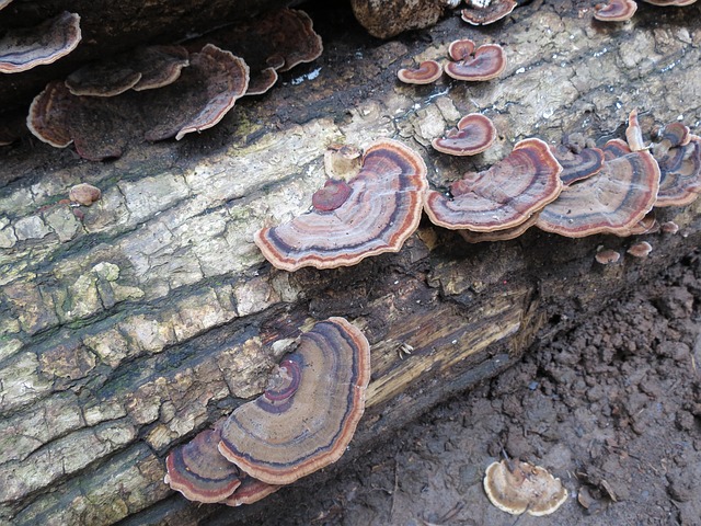 Free Mushrooms Tree photo and picture