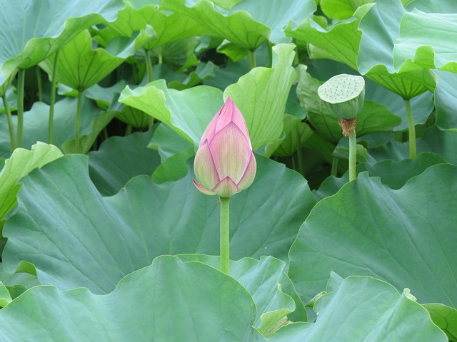 Free Flower Nature photo and picture