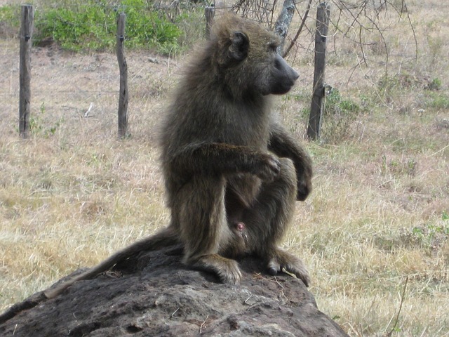 Free Africa Kenya photo and picture