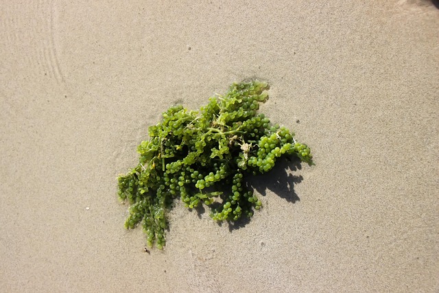Free Seaweed Sea photo and picture