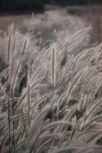 Free Grass Plant photo and picture