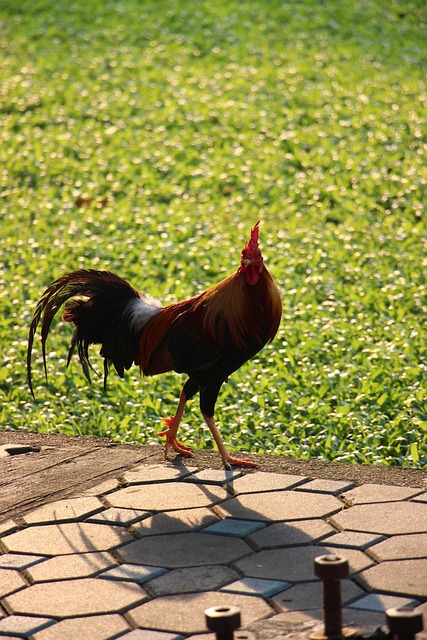 Free Chicken Domestic Animals photo and picture