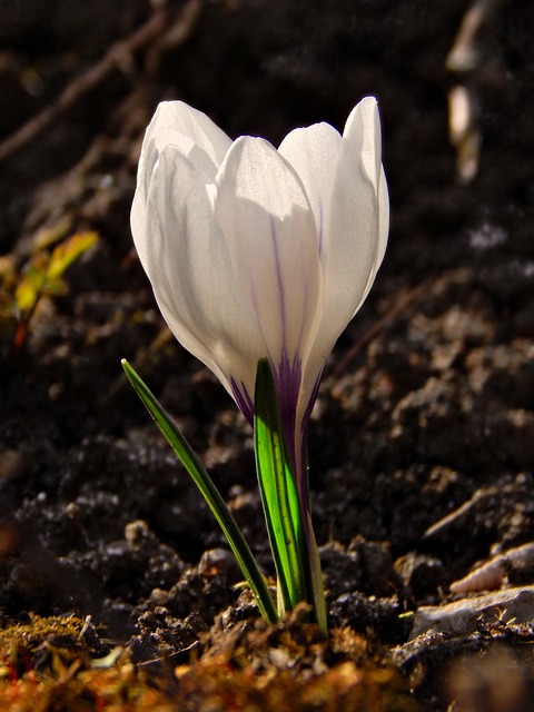 Free Crocus Spring photo and picture