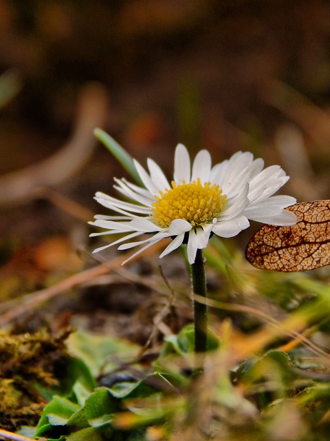 Free Daisy Spring photo and picture