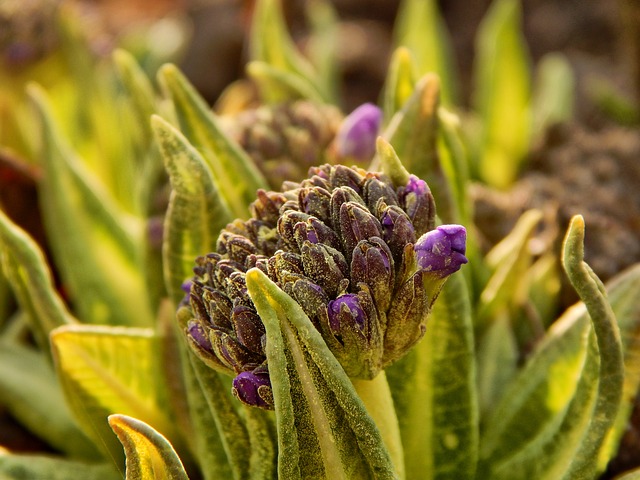 Free Spring Sun photo and picture
