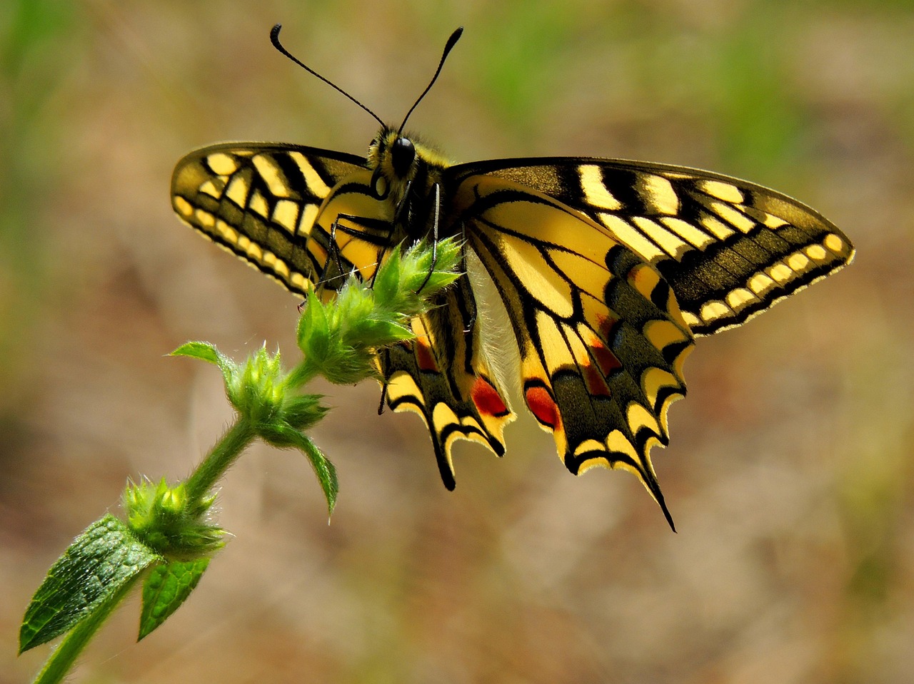 Butterfly - free online jigsaw puzzle photo