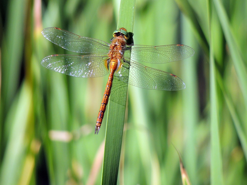 Dragonfly Insect Nature Red - Free photo on Pixabay