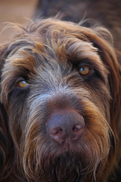 Free Dog Wirehaired photo and picture