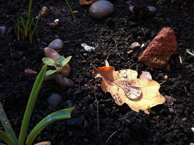 Free Rain Leaf photo and picture