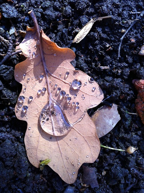 Free Rain Leaf photo and picture