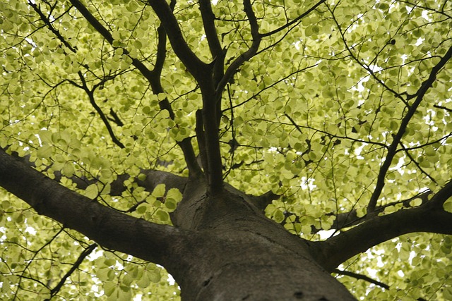 Free Tree Forest photo and picture