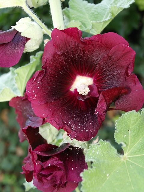 Free Hibiscus Flower photo and picture