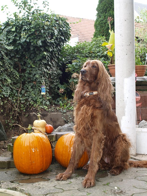 Free Dog Halloween photo and picture