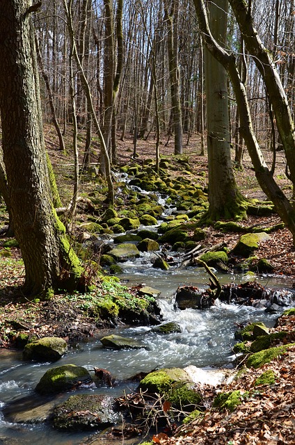 Free Forest Source photo and picture