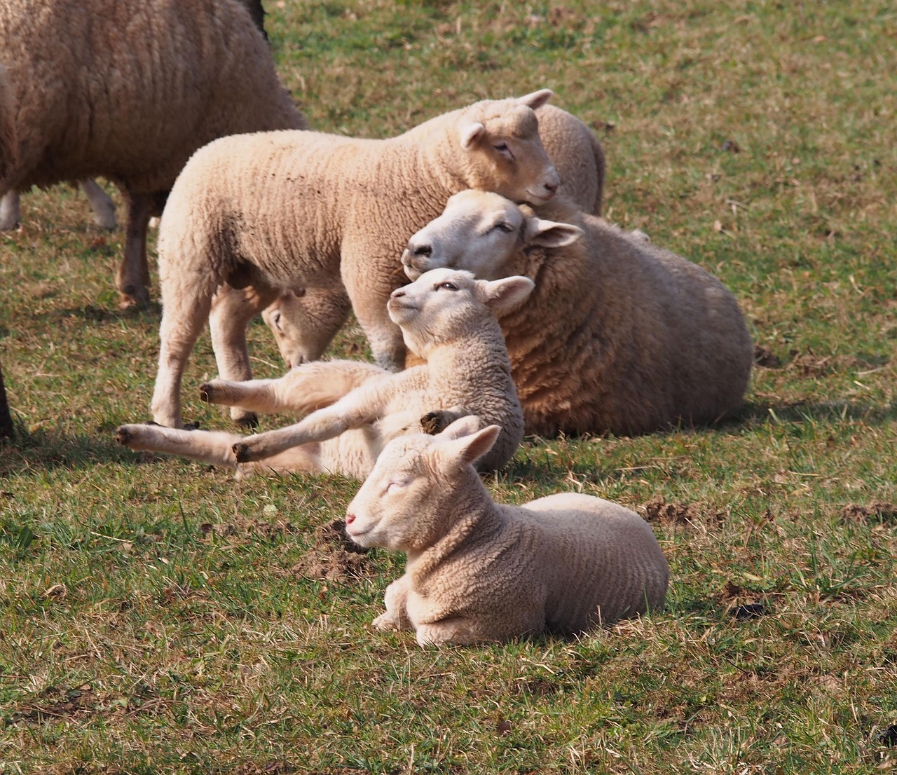 Offspring Image Examples Sheep Lamb Offspring - Free photo on Pixabay - Pixabay