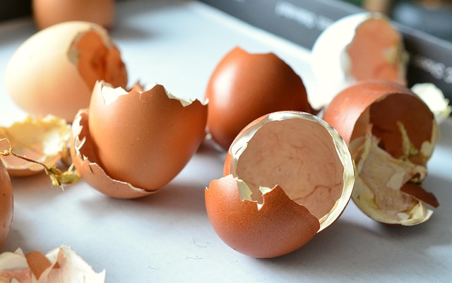 Free Egg Shells Hatched photo and picture