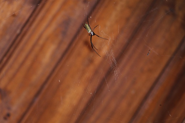 Free Spider Web photo and picture