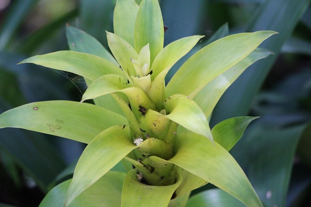 Free Plant Green photo and picture